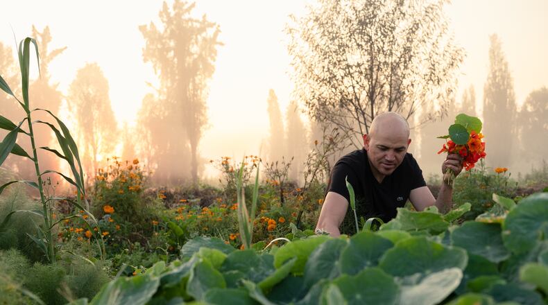 Eduardo "Lalo" García, known as Eddie in Atlanta, harvests fennel and nasturtiums in the Xochimilco section of Mexico City at an organic farm. Photos by Mallika Vora