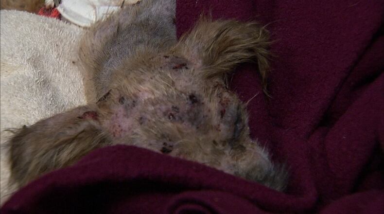 Despite his ordeal, Mason is in good spirits and is eating, a veterinarian told Channel 2. (Channel 2 Action News)