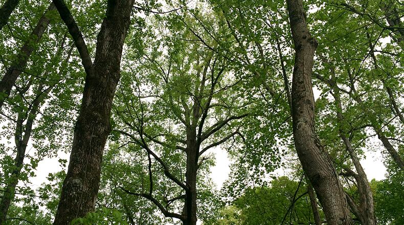 The Roswell City Council has approved spending $180,000 out of its tree bank fund in the next two fiscal years for new tree plantings and general maintenance. AJC FILE