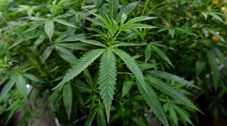 Officials seized more than 16 tons of harvested marijuana from illegal grows in the Antelope Valley area last month. (Brad Horrigan/Hartford Courant/TNS)