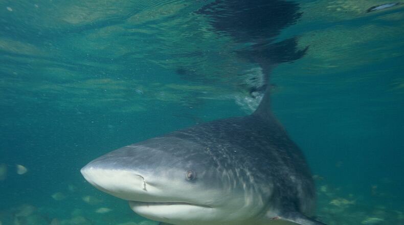 A bull shark, similar to one that apparently attacked an Atlanta man, is pictured here.