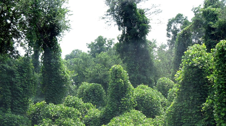 Kudzu is seemingly everywhere in the South. Everywhere, that is, but on the dinner plate. Photo credit: Robert Michalove/Flickr/CC BY 2.0