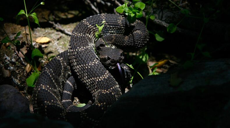 A Michigan woman was surprised when she was bit by a rattlesnake outside her home last week.