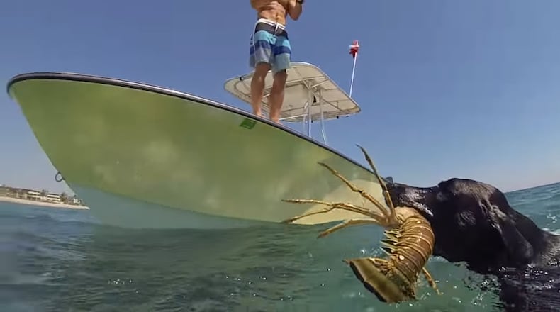 Lila the black lab dives in for lobster / YouTube