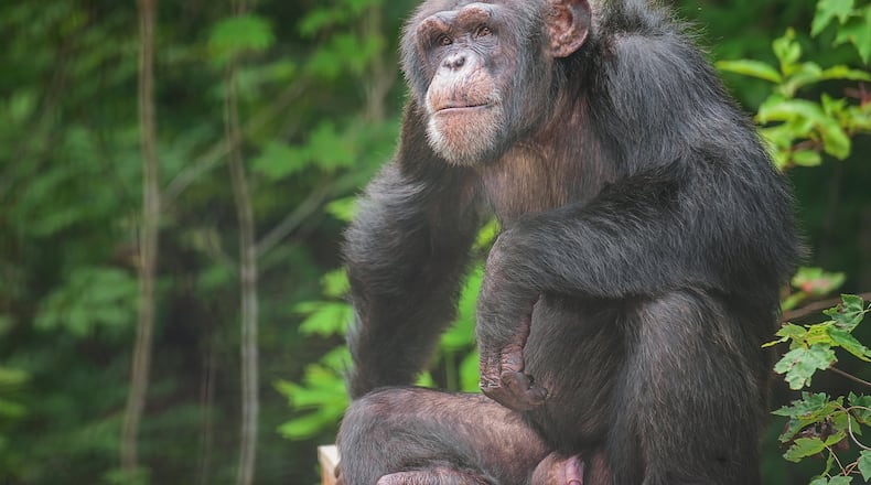 Hercules, shown in a habitat at Project Chimps, is a former research chimp who was named in a lawsuit to get him and another chimp recognized as persons and released from labs. CONTRIBUTED BY CRYSTAL ALBA / PROJECT CHIMPS