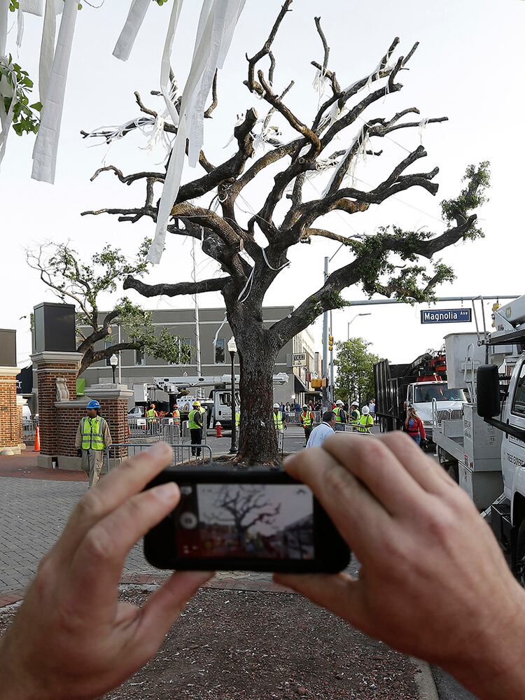 Poisoned trees big part of Auburn tradition