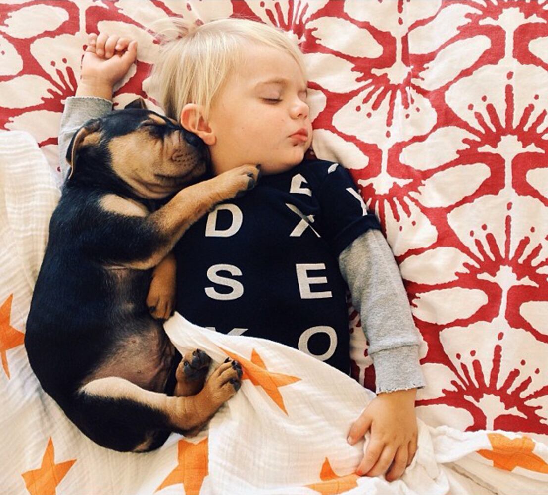 Beau Shyba and Theo the puppy napping