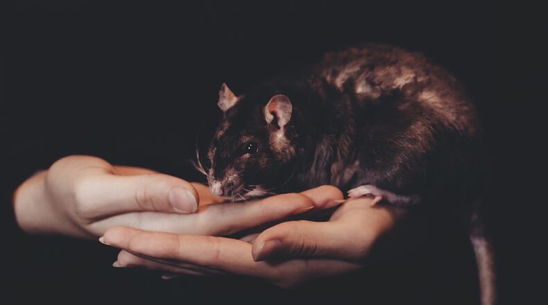 According to a report, doctors say an 8-year-old girl got rat bite fever, a rare illness, from her pet rats.