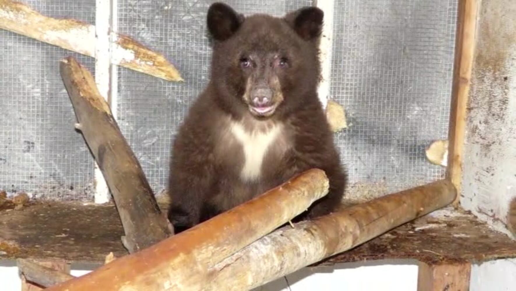 Cinder the bear
