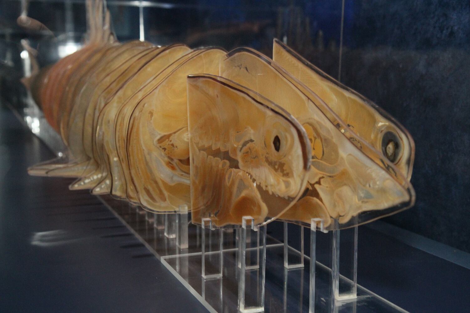 Sea Monsters Revealed: Aquatic Bodies at Georgia Aquarium