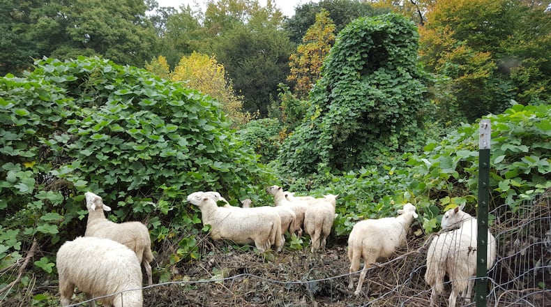 Sheep have returned to the Georgia Tech campus to help control kudzu. (Photo: Georgia Tech)