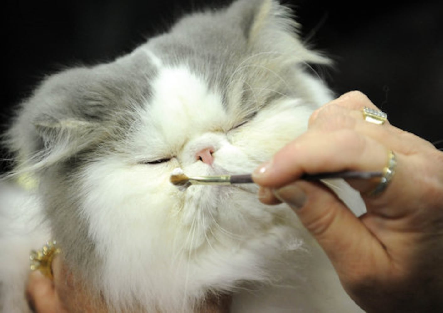 Cat show in Atlanta