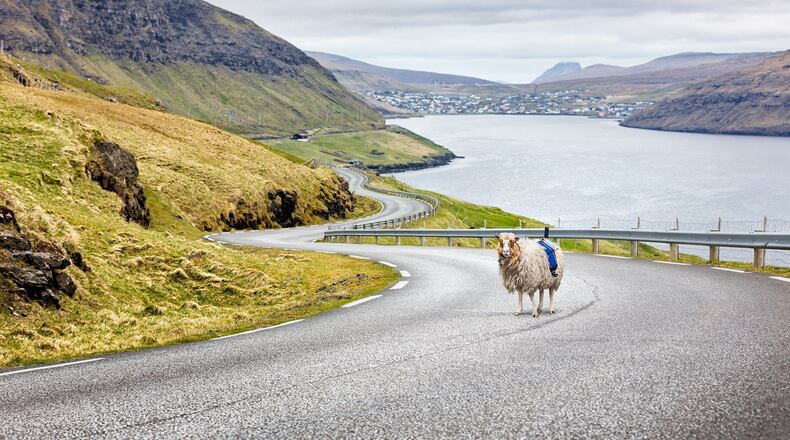 Faroese sheep were strapped with cameras in a bid to get Google's attention. Mission accomplished. Photo: Courtesy of Visit Faroe Islands.