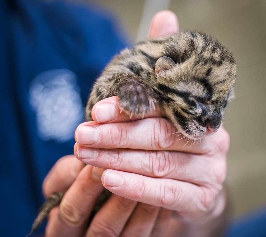 PHOTOS: Clouded leopard quadruplets healthy and adorable in Tacoma