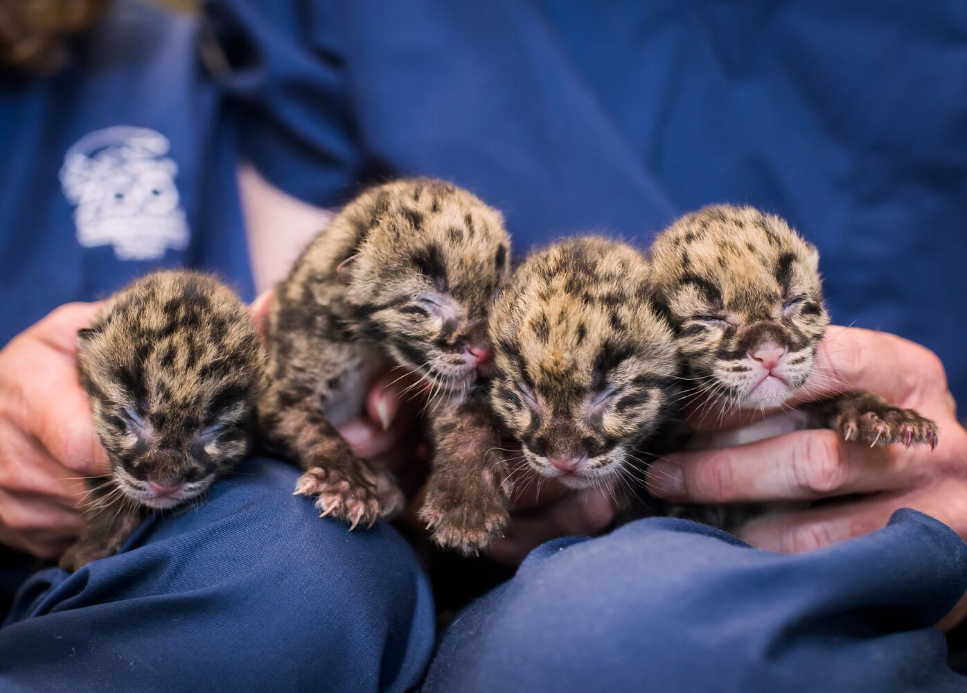 PHOTOS: Clouded leopard quadruplets healthy and adorable in Tacoma