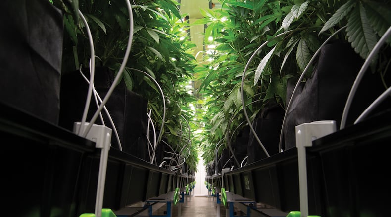 Botanical Sciences, Georgia’s first physician-owned medical cannabis provider, is planning to open five dispensaries across Georgia. The first location for Botanical Sciences will be in Pooler and is slated for July. (Courtesy of Botanical Sciences)