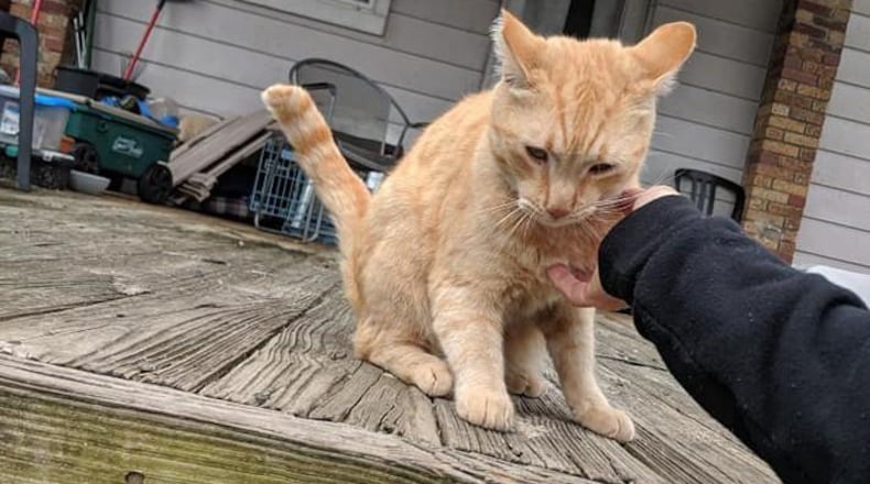 Henry, one of two cats owned by Trolley Stop owners Robin and Chris Sassenberg to go missing after the Memorial Day tornadoes, has been found. (Photo: Robin Sassenberg via DaytonDailyNews.com)