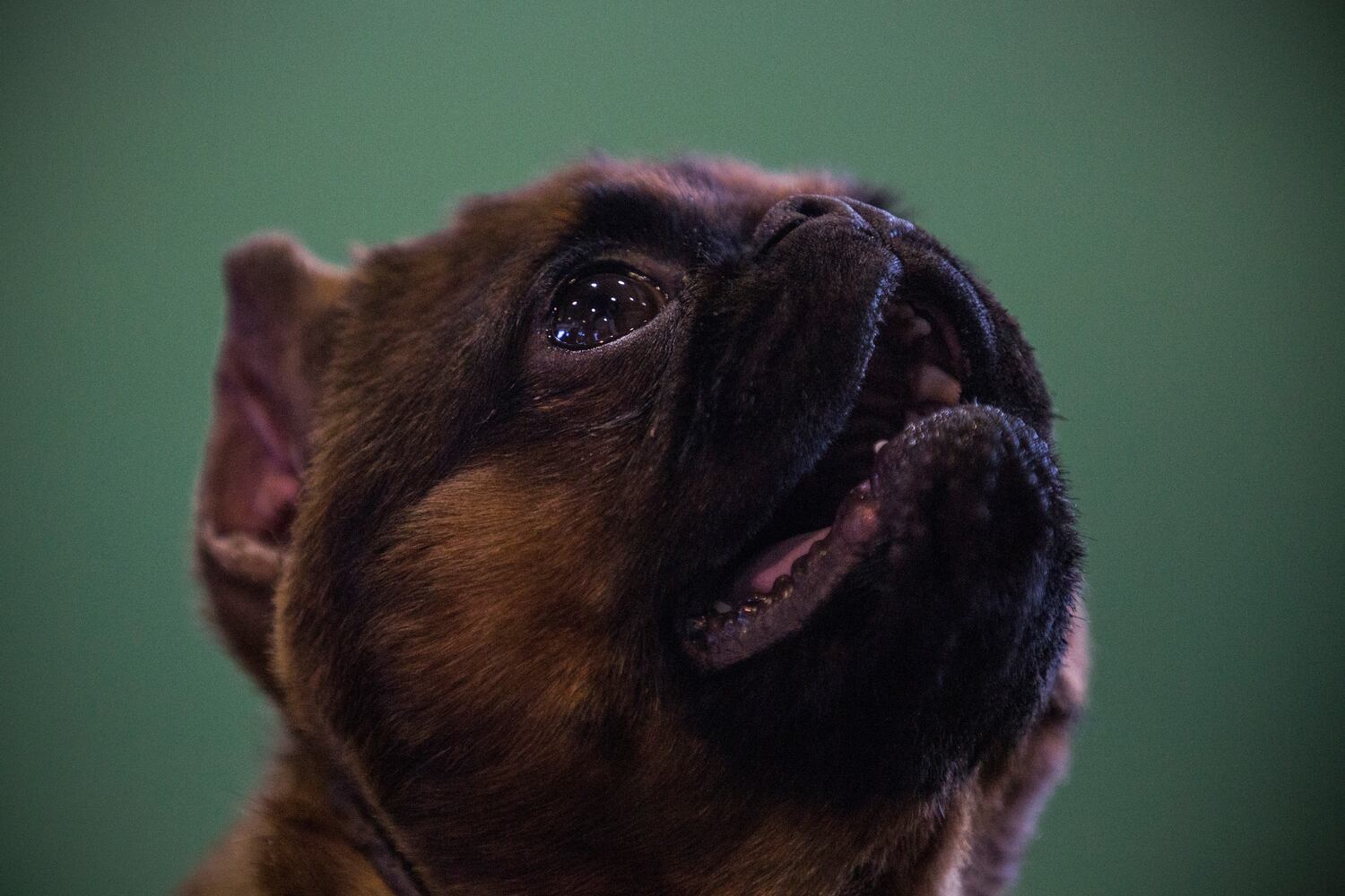 Brussels Griffon