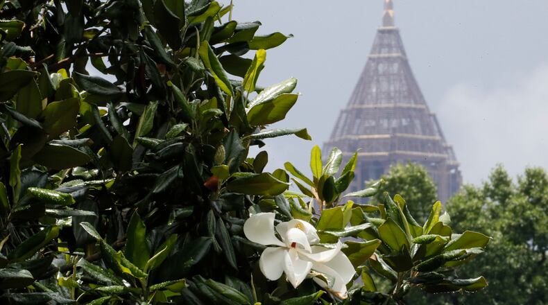 Facts about Atlanta's tree canopy