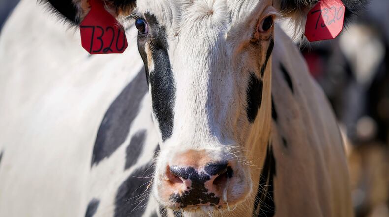 File photo shows a dairy cow. Recently, dairy cattle in several states have tested positive for a strain of bird flu that has killed millions of birds and poultry in North America in recent years. The virus has also killed tens of thousands of land and marine mammals in recent months. (Smiley N. Pool/The Dallas Morning News/TNS)