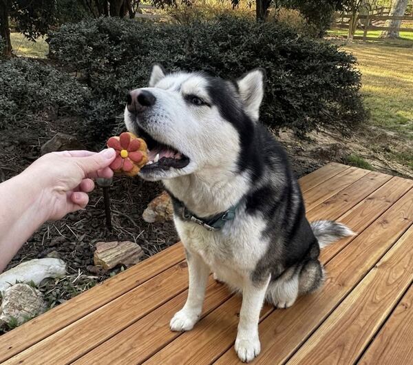 A sitting dog is carefully and gently taking a flower-shaped dog cookie from a hand.
