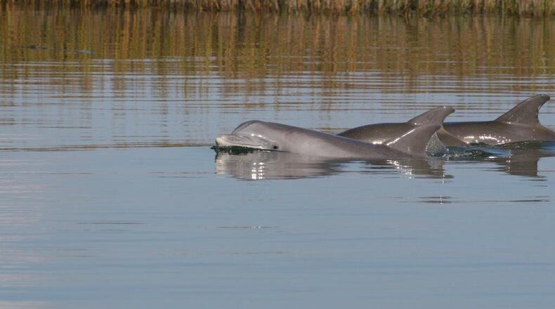 Twenty-nine dolphins captured by state and federal scientists in 2009 between Brunswick and nearby Sapelo Island exhibited highly elevated levels of PCBs — 10 times greater than any other dolphins ever documented — in their bloodstreams. HANDOUT PHOTO BY JAMES HOLLAND
