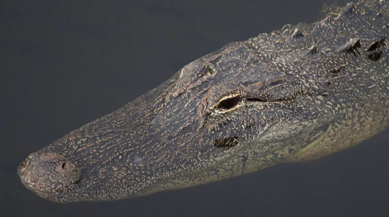 A South Florida hunter was injured Saturday after being bit by an alligator.