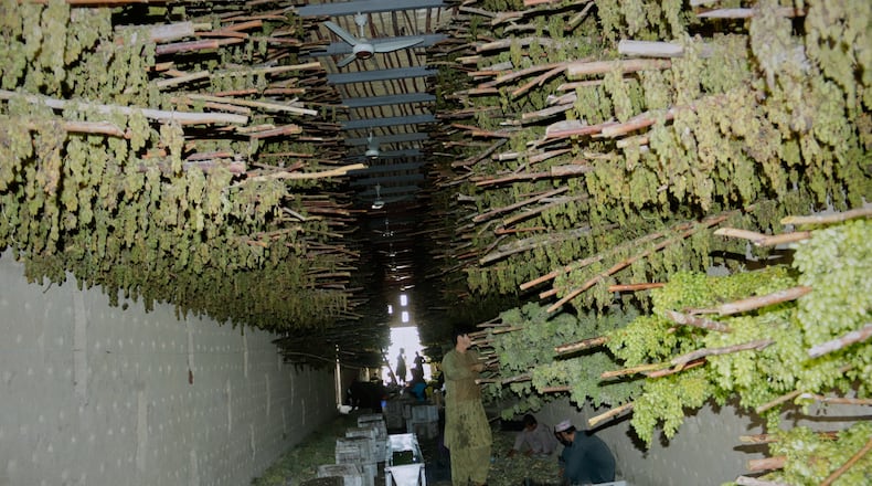 Green grapes are hung on wooden racks to dry at a warehouse in Zhari district, Kandahar province, Afghanistan, Wednesday, Aug. 12, 2026. (AP Photo/Sibghatullah)