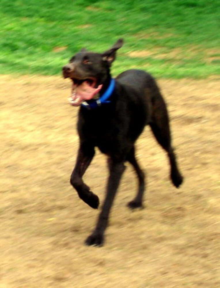 Atlanta's Top Dogs: Labrador Retrievers (IV)
