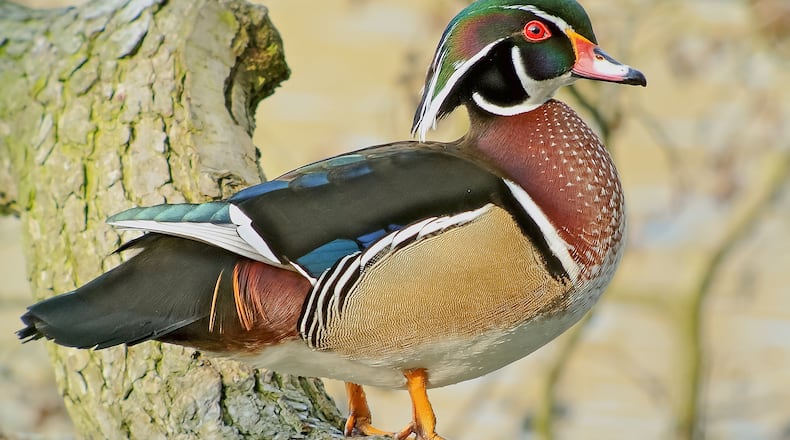 The male wood duck (shown here) is perhaps North America's most colorful duck. The wood duck is one of two year-round duck species in Georgia, the other being the mallard. Another species, the hooded merganser, may occasionally nest in the state. (Courtesy of Frank Vassen / Creative Commons)