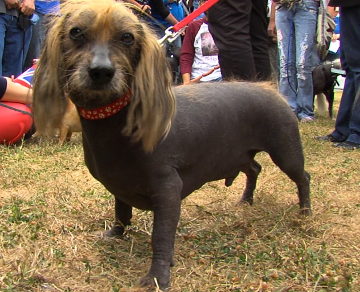 2012 Ugliest Dog Winner 'Mugly' and others