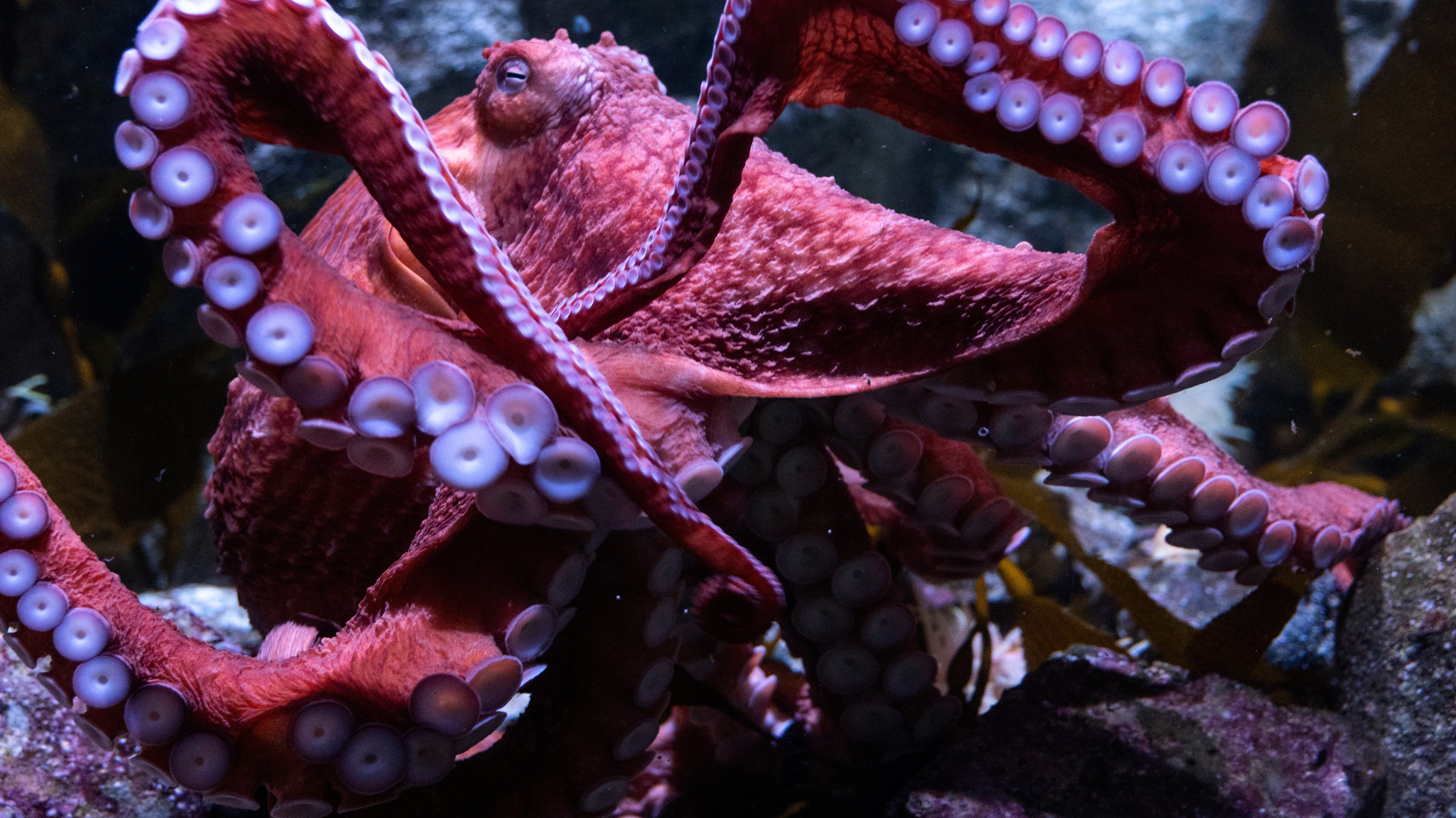 This photo provided by Aquarium of the Pacific shows Ghost, a giant Pacific octopus, in its habitat at Aquarium of the Pacific on June 6, 2025. (Aquarium of the Pacific via AP)