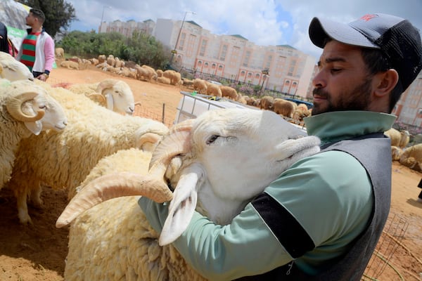 A man pats a sheep ahead of the June 6th Eid al-Adha, or "Feast of Sacrifice," when Muslims around the world slaughter sheep and cattle in remembrance of Abraham's near-sacrifice of his son, Saturday May 24, 2025 in Algiers. (AP Photo/Fateh Guidoum)