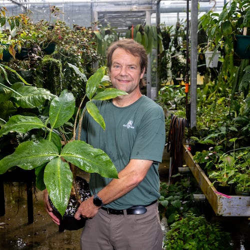 Scott McMahan, vice president of horticulture and collections at the Atlanta Botanical Gardens, poses with a cobra lily. (Arvin Temkar/AJC)
