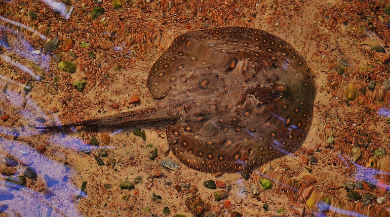 Officials say a Kansas man faces charges after law enforcement personnel intercepted shipments of stingrays and exotic fish at Dallas-Fort Worth International Airport.