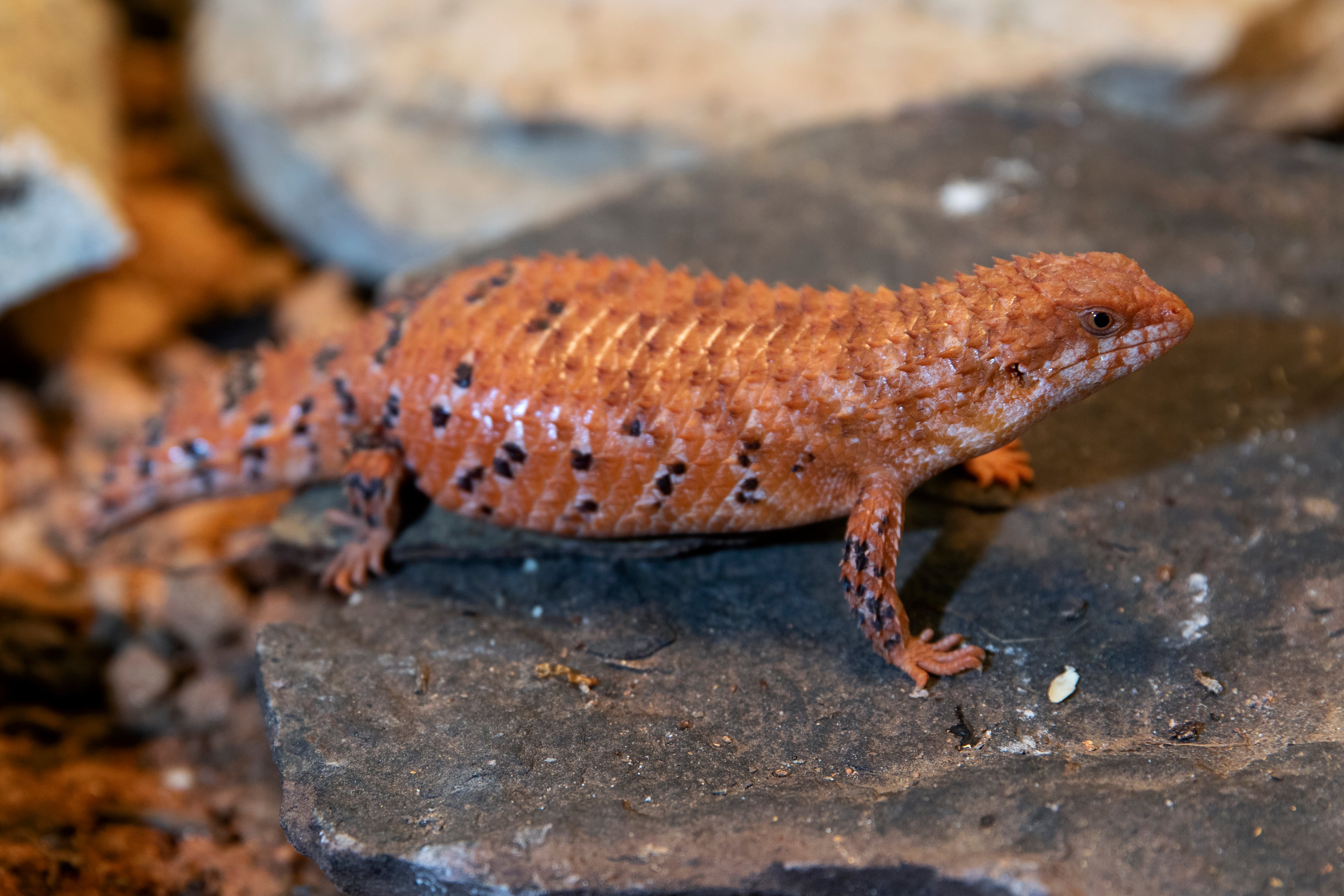 An Eastern Pilbara spiny-tailed skink was given to Zoo Atlanta after U.S. Fish and Wildlife inspector Charles Quick determined it was an illegal import and seized it at a U.S. port of entry.