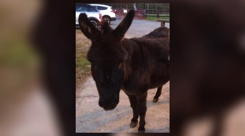 According to a Milton farm owner, Sambuca Sammy the miniature donkey died from a heart attack or a fright during the July 4th fireworks. Sammy was 24. (Courtesy of Channel 2 Action News)