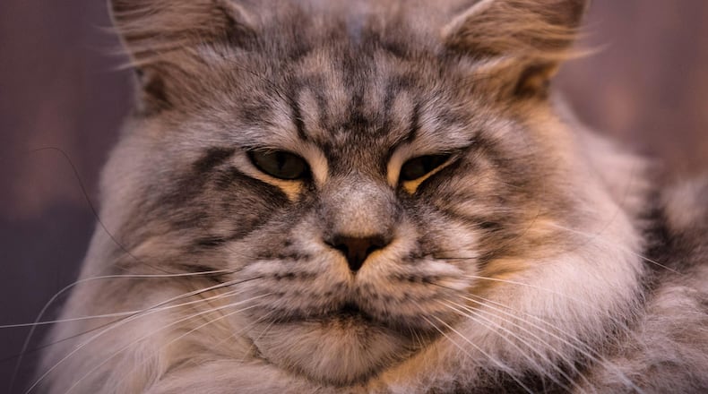 A California landlord rented his studio apartment to a pair of cats for $1,500 a month.