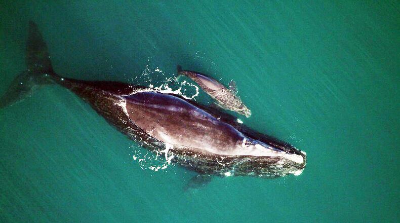 The first whales of the season, a mother and calf, were spotted Saturday off Cumberland Island.