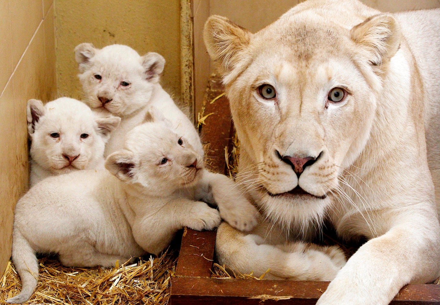 Baby zoo animals, March 2014
