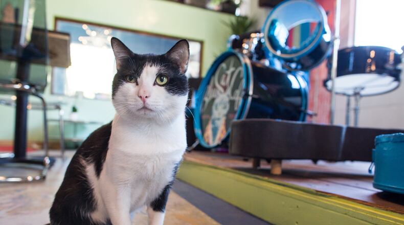 Two cat cafes are set to open in Atlanta within the next month. / AMERICAN-STATESMAN