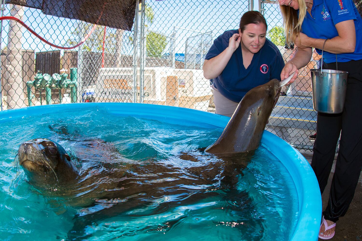 Georgia Aquarium gets new sea lions
