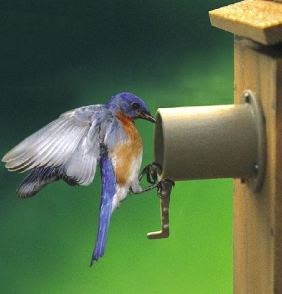 Beautiful birdhouses