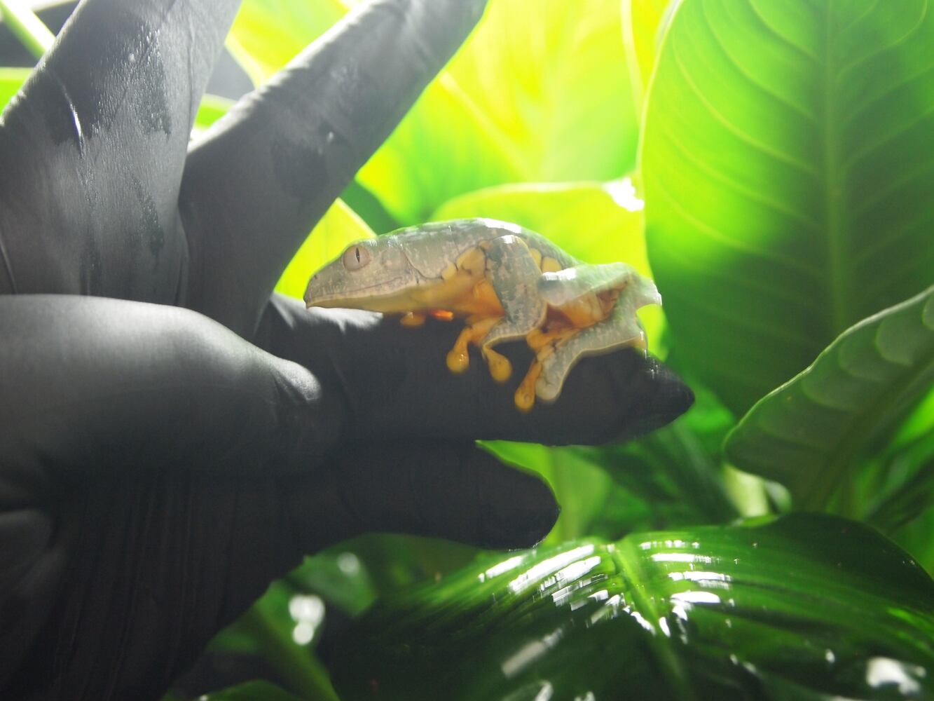 The frogs at Atlanta Botanical Garden