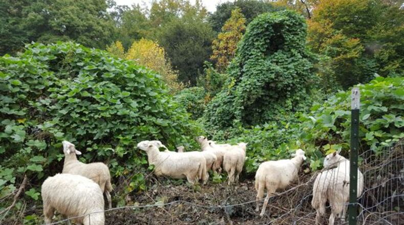 Kudzu-eating sheep at Georgia Tech. Photo: Georgia Tech.
