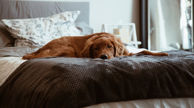 Experts are warning pet owners of the potential risk of essential oils to cats and dogs.