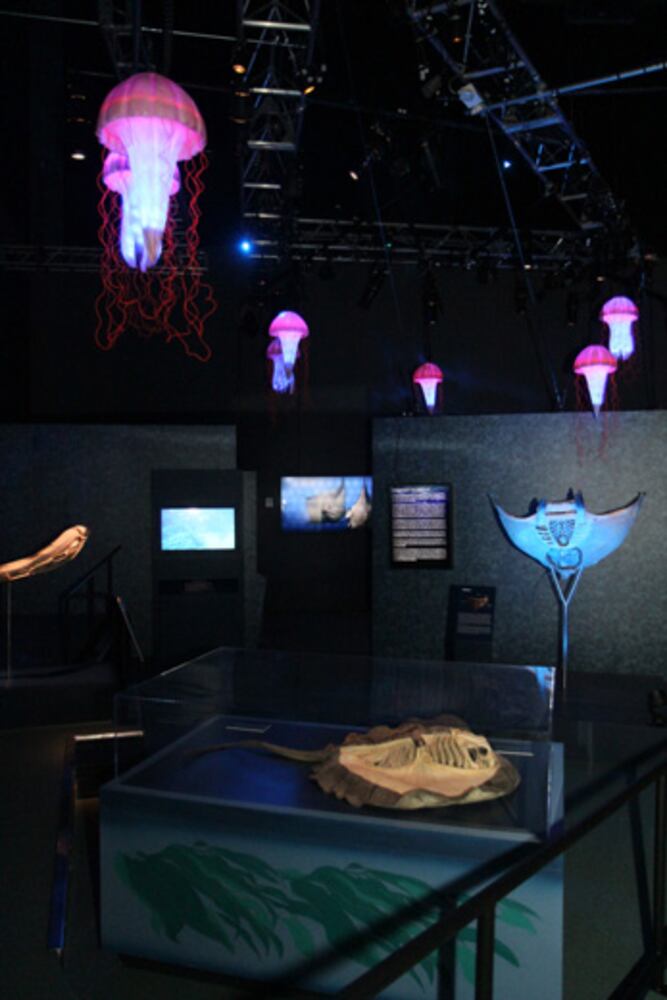 Sea Monsters Revealed: Aquatic Bodies at Georgia Aquarium