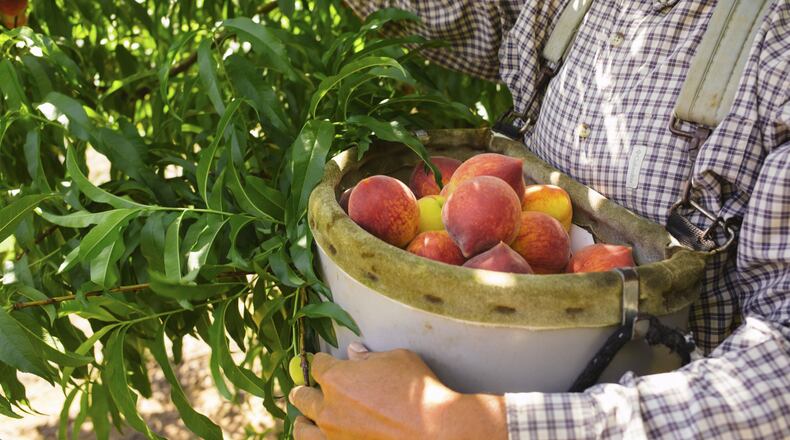 A worker collects peaches at Pearson Farm in Fort Valley on May 25, 2017. (Maura Friedman/The New York Times)