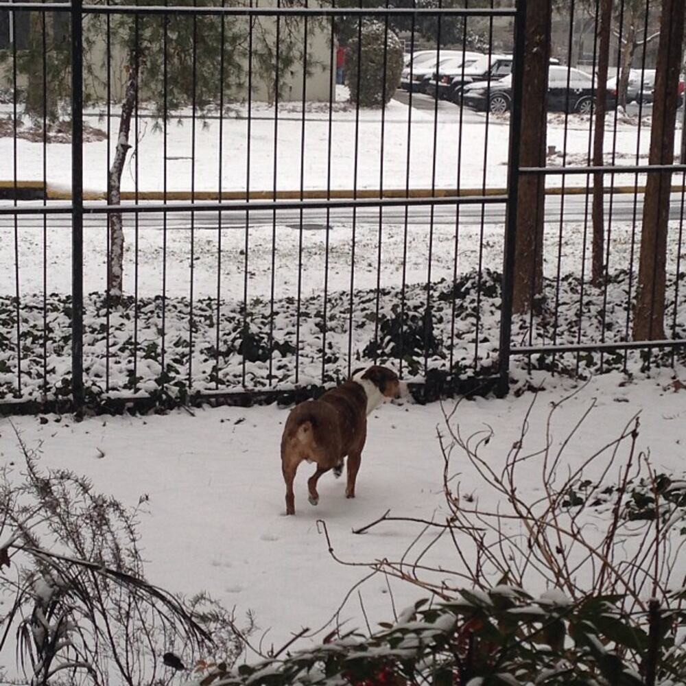 #atlsnowpets #ace #atlanta --@kellyatl14