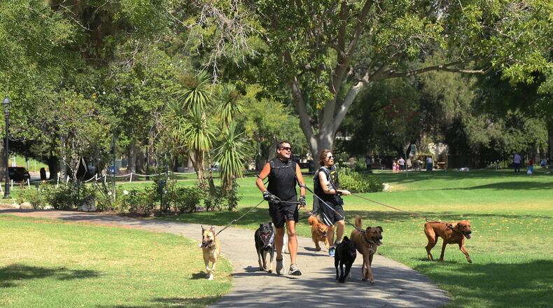 Bob Wilcox gets a workout with dogs in Holmby Park in Los Angeles. CLAIRE HANNAH COLLINS / LOS ANGELES TIMES